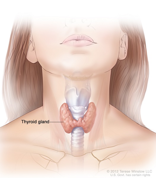 Thyroid Anatomy