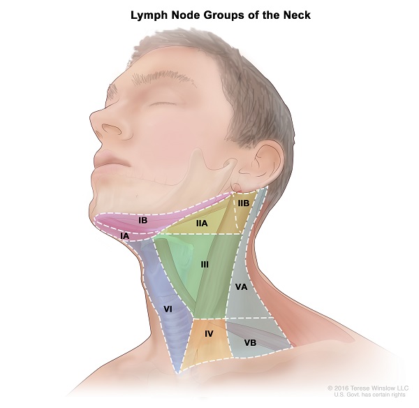 Lymph Node