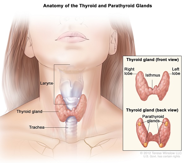 Parathyroid Anatomy