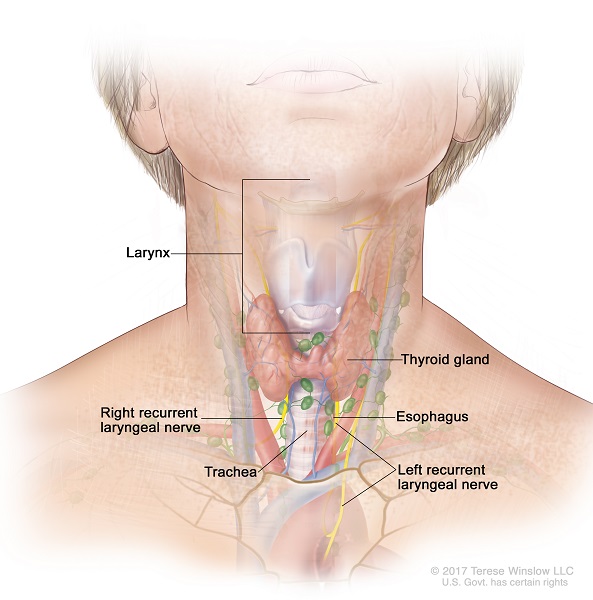 Recurrent Laryngeal Nerve